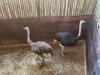 2 X VOLSTRUIS - OSTRICH M:1 V/F:1 MULATI (Betaal per dier/Pay per animal) - 2