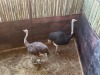 2 X VOLSTRUIS - OSTRICH M:1 V/F:1 MULATI (Betaal per dier/Pay per animal) - 3