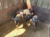 5 X BLOUWILDEBEES - BLUE WILDEBEEST M:2 V/F:3 MULATI (Betaal per dier/Pay per animal) - 2