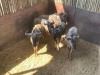 5 X BLOUWILDEBEES - BLUE WILDEBEEST M:2 V/F:3 MULATI (Betaal per dier/Pay per animal) - 3