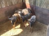 5 X BLOUWILDEBEES - BLUE WILDEBEEST M:2 V/F:3 MULATI (Betaal per dier/Pay per animal) - 4