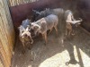4 X BLOUWILDEBEES - BLUE WILDEBEEST M:4 MULATI (Betaal per dier/Pay per animal) - 2