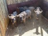 4 X BLOUWILDEBEES - BLUE WILDEBEEST M:4 MULATI (Betaal per dier/Pay per animal) - 3
