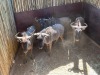 4 X BLOUWILDEBEES - BLUE WILDEBEEST M:4 MULATI (Betaal per dier/Pay per animal) - 4