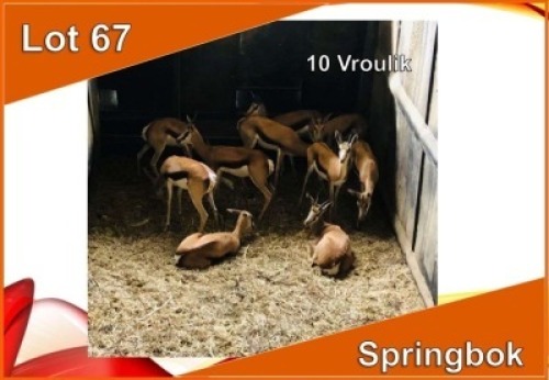 10x SPRINGBOK/SPRINGBUCK V/F:10 (Per stuk om lot te neem)