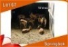 10x SPRINGBOK/SPRINGBUCK V/F:10 (Per stuk om lot te neem)