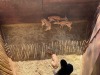 3 X SPRINGBOK - SPRINGBUCK V/F:3 MULATI (Betaal per dier/Pay per animal) - 3