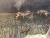3 X SPRINGBOK - SPRINGBUCK V/F:3 MULATI (Betaal per dier/Pay per animal) - 5