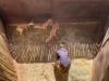 3 X SPRINGBOK - SPRINGBUCK V/F:3 MULATI (Betaal per dier/Pay per animal) - 6