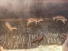 3 X SPRINGBOK - SPRINGBUCK V/F:3 MULATI (Betaal per dier/Pay per animal) - 7