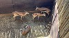 3 X SPRINGBOK - SPRINGBUCK V/F:3 MULATI (Betaal per dier/Pay per animal) - 8