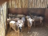 6 X BLOUWILDEBEES - BLUE WILDEBEEST M:1 V/F:5 MULATI (Betaal per dier/Pay per animal) - 2
