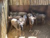 6 X BLOUWILDEBEES - BLUE WILDEBEEST M:1 V/F:5 MULATI (Betaal per dier/Pay per animal) - 3