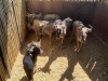 6 X BLOUWILDEBEES - BLUE WILDEBEEST M:1 V/F:5 MULATI (Betaal per dier/Pay per animal) - 4