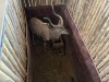 1 X KOEDOE - KUDU M:1 MULATI - 2
