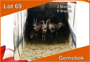 8x GEMSBOK/ORYX M:3 V/F:5 (Per stuk om lot te neem)