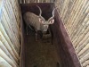 1 X KOEDOE - KUDU M:1 MULATI - 5
