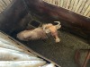 1 X GOUE WILDEBEES - GOLDEN WILDEBEEST M:1 MULATI - 3