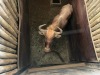 1 X GOUE WILDEBEES - GOLDEN WILDEBEEST M:1 MULATI - 4