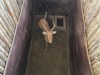 1 X ROOIBOK - IMPALA M:1 MULATI - 2