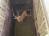 1 X ROOIBOK - IMPALA M:1 MULATI - 3