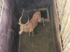 1 X ROOIBOK - IMPALA M:1 MULATI - 4