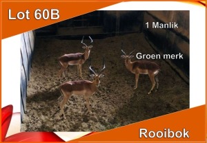 1x ROOIBOK/IMPALA M:1 Groen Merk