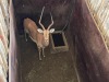 1 X ROOIBOK - IMPALA M:1 MULATI - 5
