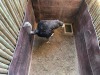 1 X VOLSTRUIS - OSTRICH M:1 MULATI - 2
