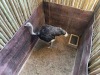 1 X VOLSTRUIS - OSTRICH M:1 MULATI - 3