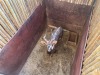 1 X NJALA - NYALA M:1 MULATI - 2