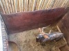 1 X NJALA - NYALA M:1 MULATI - 3