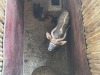 1 X NJALA - NYALA M:1 MULATI - 3