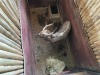 1 X NJALA - NYALA M:1 MULATI - 4