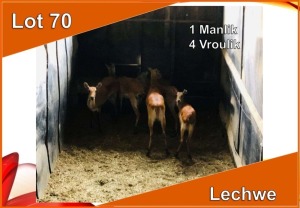 5x LECHWE M:1 V/F:4 (Per stuk om lot te neem)