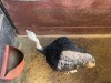 1 X VOLSTRUIS - OSTRICH M:1 MULATI - 3