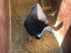 1 X VOLSTRUIS - OSTRICH M:1 MULATI - 4