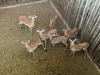 7 X ROOIBOK - IMPALA M:5 V/F:2 MULATI (Betaal per dier/Pay per animal) - 2