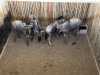 4 X BLOUWILDEBEES - BLUE WILDEBEEST V/F:4 MULATI (Betaal per dier/Pay per animal) - 2