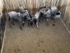 4 X BLOUWILDEBEES - BLUE WILDEBEEST V/F:4 MULATI (Betaal per dier/Pay per animal) - 4