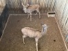 2 X KOEDOE - KUDU V/F:2 MULATI (Betaal per dier/Pay per animal) - 2