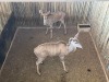 2 X KOEDOE - KUDU V/F:2 MULATI (Betaal per dier/Pay per animal) - 3