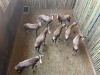 8 X BLESBOK - BLESBUCK V/F:8 MULATI (Betaal per dier/Pay per animal) - 2