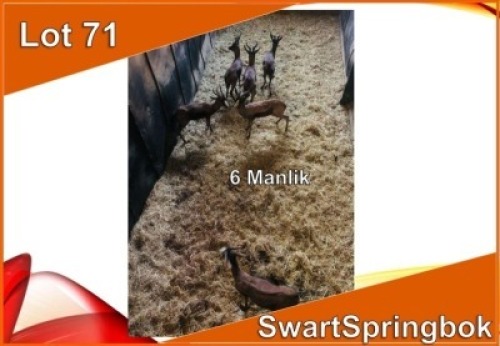 6x SWART SPRINGBOK/BLACK SPRINGBUCK M:6 (Per stuk om lot te neem)