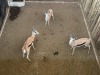 3 X SPRINGBOK - SPRINGBUCK M:3 MULATI (Betaal per dier/Pay per animal) - 2