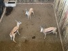 3 X SPRINGBOK - SPRINGBUCK M:3 MULATI (Betaal per dier/Pay per animal) - 3