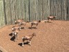 7 X BLESBOK - BLESBUCK MULATI (Betaal per dier/Pay per animal) - 2