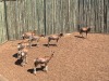 7 X BLESBOK - BLESBUCK MULATI (Betaal per dier/Pay per animal) - 3