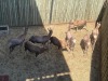 8 X BLESBOK - BLESBUCK MULATI (Betaal per dier/Pay per animal) - 2