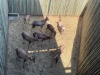 8 X BLESBOK - BLESBUCK MULATI (Betaal per dier/Pay per animal) - 3